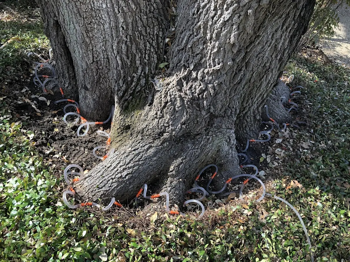 Detailed Tree Cabling and Bracing job site in Laupahoehoe
