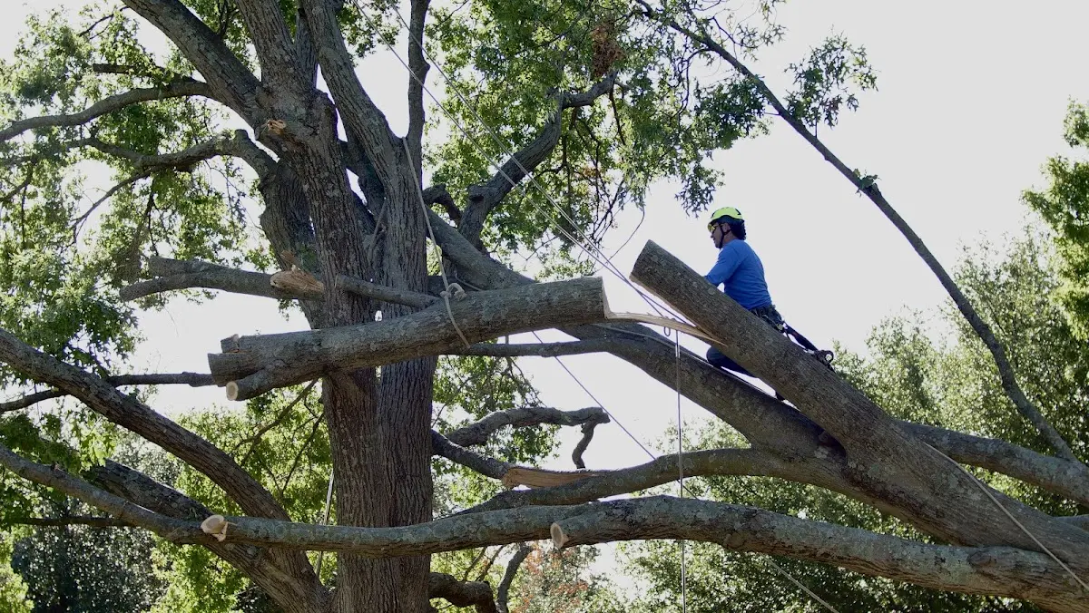 Professional Crown Thinning performed by certified arborists in Laupahoehoe