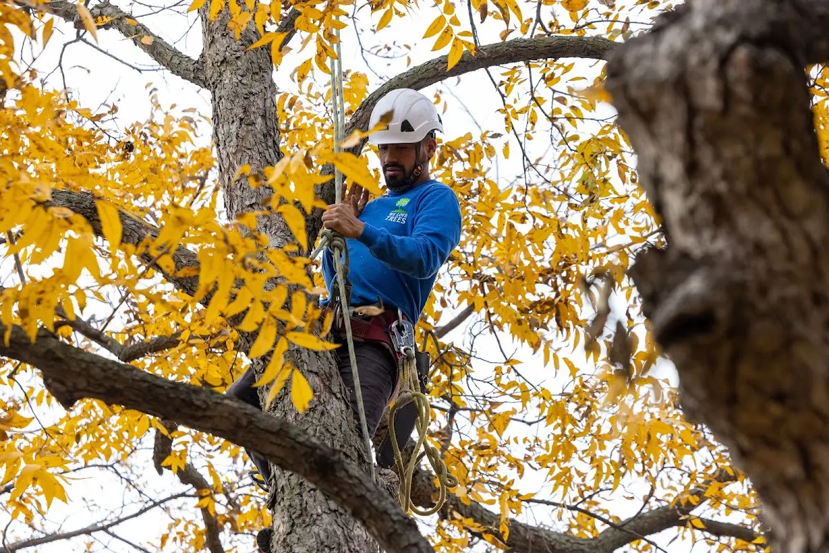 Skilled Tree Pruning crew working in Laupahoehoe