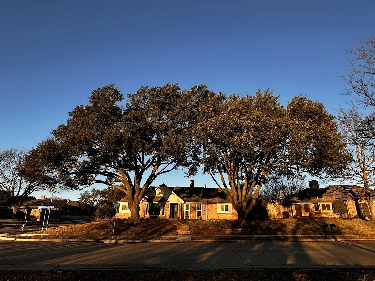Established residential canopy tree shading a home in Laupahoehoe